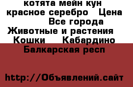 котята мейн кун, красное серебро › Цена ­ 30 - Все города Животные и растения » Кошки   . Кабардино-Балкарская респ.